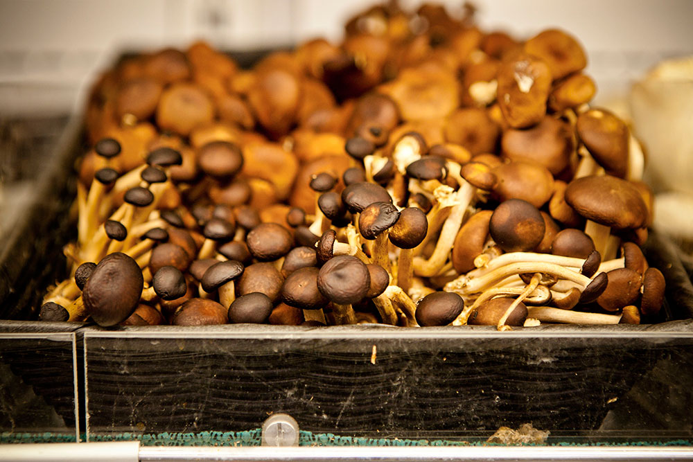 Berkeley Bowl - Mushrooms Berkeley Bowl - Mushrooms