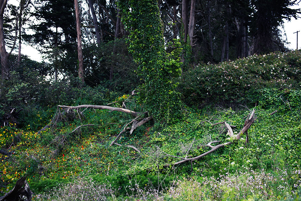 Golden Gate Bridge Trail 2 Golden Gate Bridge Trail 2