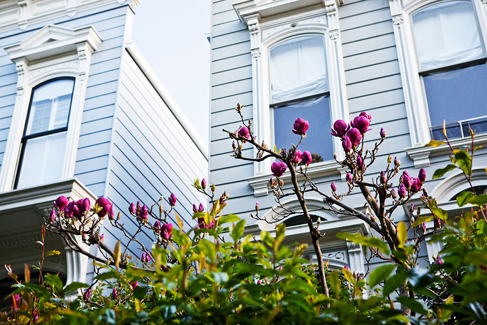 Pacific Heights San Francisco Pacific Heights San Francisco