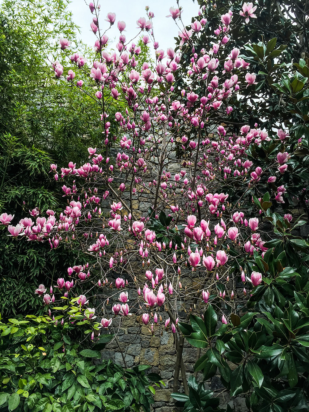 Magnolias Magnolias
